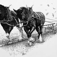 Pair of Shire Horses 4